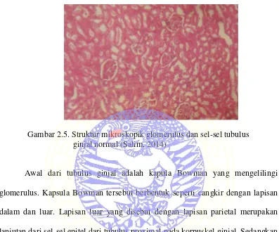 Gambar 2.5. Struktur mikroskopik glomerulus dan sel-sel tubulus  