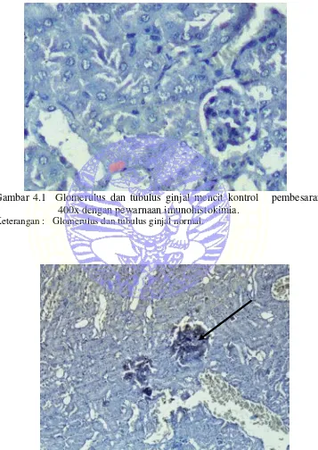 Gambar 4.1  Glomerulus dan tubulus ginjal mencit kontrol   pembesaran 