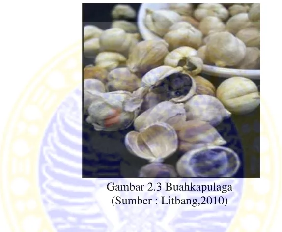 Gambar 2.3 Buahkapulaga 
