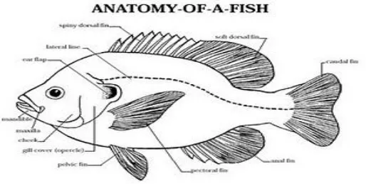 Gambar 2. Morfologi Ikan Nila (Oreochromis niloticus)