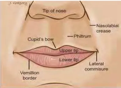 Gambar 2.0-1 Anatomi Bibir (http://headandneckcancerguide.org/wp-content/uploads/2013/02/10_lips.jpg) 