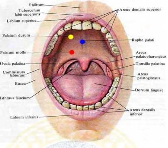 Gambar 2.0-2 Anatomi palatum (http://upload.wikimedia.org/wikipedia/id/1/11/Rongga_mulut-