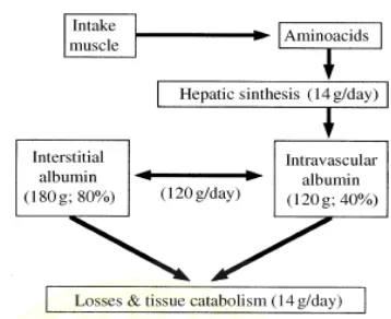 Gambar 2.5 Metabolisme Albumin (Arcas, 2011)