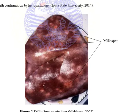 Figure 2.3Milk Spot on pig liver (Mehlhorn, 2008) 