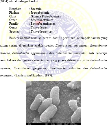 Gambar 1. Bakteri Enterobacter sp. (Warren, 2015) 