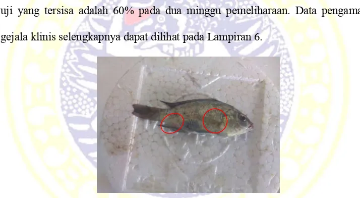 Gambar 5. Ikan Uji (Oreochromis niloticus ) yang Terinfeksi Bakteri Enterobacter      sp