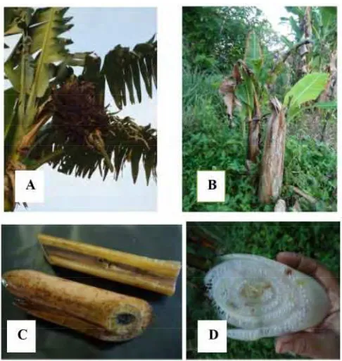 Gambar 1. Tanaman pohon pisang kerkena penyakit layu bakteri di desa Pendem, Jembrana