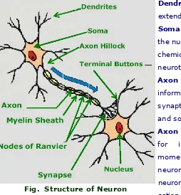 Fig.  Structure of Neuron 