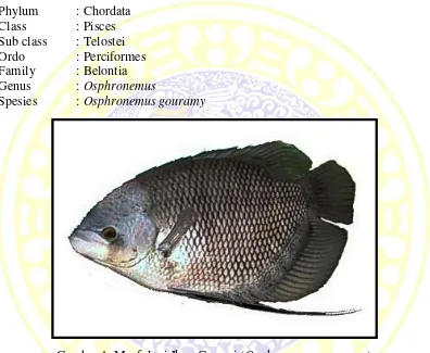 Gambar 1. Morfologi Ikan Gurami (Osphronemus gouramy) 