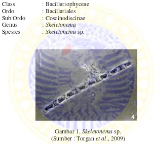 Gambar 1. Skeletonema sp.  