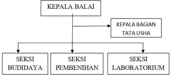 Gambar 4.1. Struktur Organisasi di IBAP Prigi Trenggalek 
