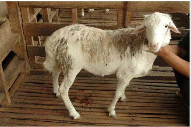 Gambar 2.1 Domba ekor gemuk. Sumber : Harianto dan MT Farm (2012) 
