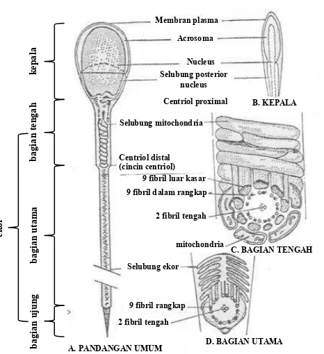Gambar 2.3 Struktur spermatozoa. Sumber: Hardijanto, dkk. (2010) 