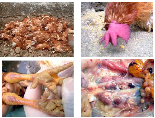 Figure 1.  High mortality of layer chicken caused by HPAI subtype H5N1, blue comb, intensive haemorrhagic appearence in many organs