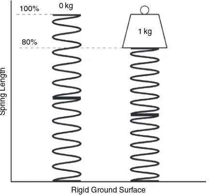 Figure 3.20 In the case of the two parallel springs, each identical to the single spring shown in Figure 3.19, the compression for each spring is half of the compression of the single spring: theforce on each spring is half of the force on the spring shown