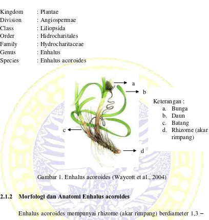 Gambar 1. Enhalus acoroides (Waycott et al., 2004) 