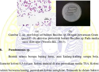 Gambar 2. (a)  morfologi sel bakteri Bacillus sp. Dengan pewarnaan Gram        