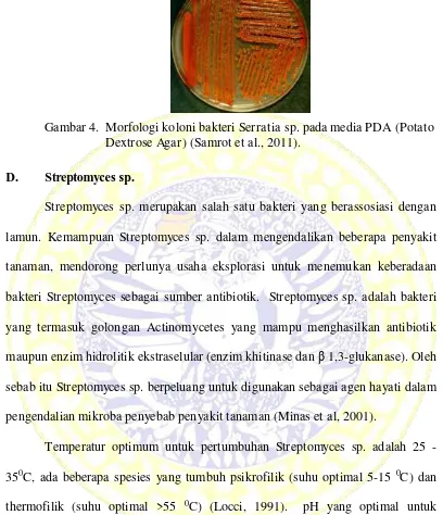 Gambar 4.  Morfologi koloni bakteri Serratia sp. pada media PDA (Potato 