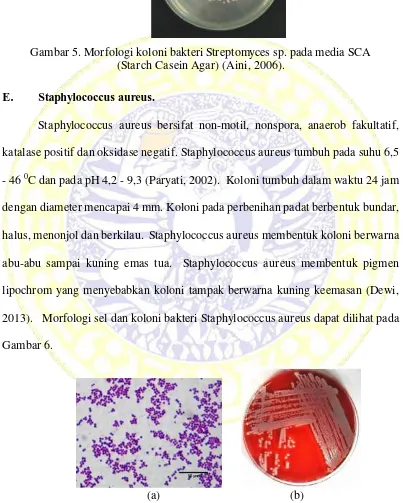 Gambar 5. Morfologi koloni bakteri Streptomyces sp. pada media SCA  
