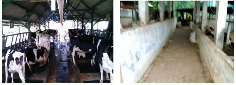 Gambar 1. Kandang Tipe Tail to Tail