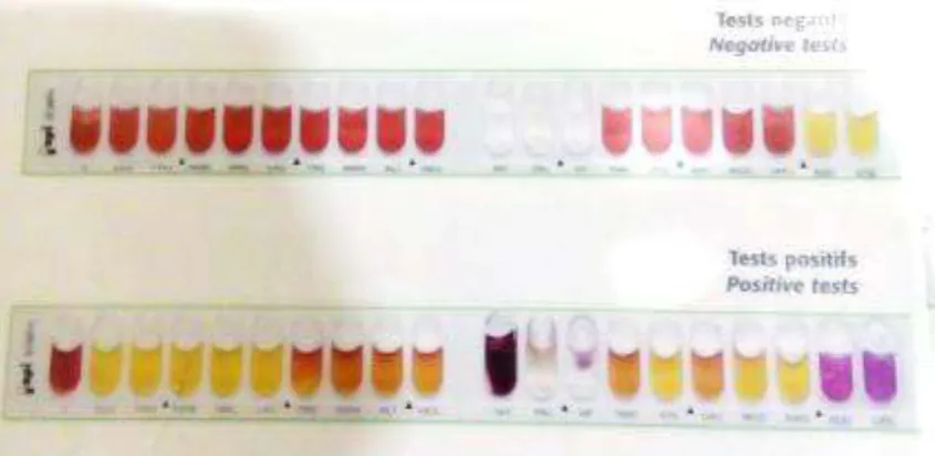 Gambar 2.7. Lembar hasil API Staph (Biomerieux,2010) 