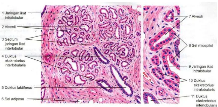 Gambar 2.2. Histologik kelenjar payudara inaktif  .a. Lobulus diantara jaringan ikat padat; b