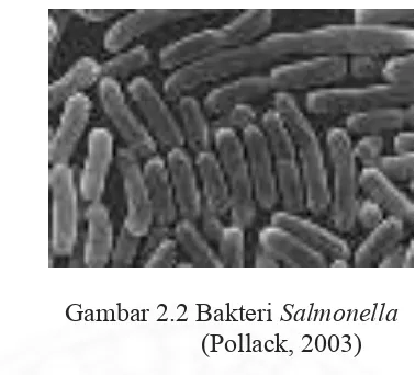 Gambar 2.2 Bakteri Salmonella 