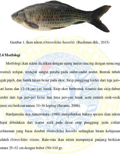 Gambar 1. Ikan nilem (Osteochilus hasselti)  (Rachman dkk., 2015) 
