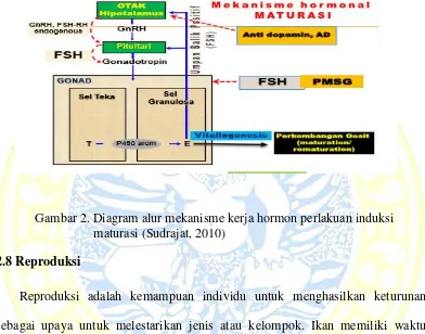 Gambar 2. Diagram alur mekanisme kerja hormon perlakuan induksi   