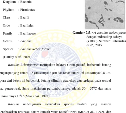 Gambar 2.5. Sel Bacillus licheniformis