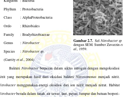 Gambar 2.7. Sel Nitrobacter sp