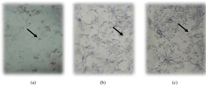 Figure 5. Pictures showing (a) Human Umbilical Cord Mesenchymal Stem Cells on MTT Assay on the control group; (b) Human Umbilical Cord Mesenchymal Stem Cells with gelatin solvent only and (c) Human Umbilical Cord Mesenchymal Stem Cells with gelatin solvent