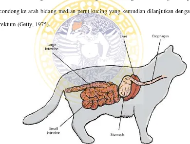 Gambar 2.1 Saluran pencernaan kucing (sumber: Allen et al., 2011) 