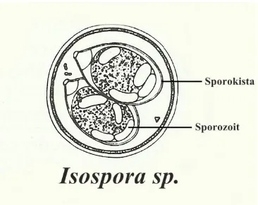 Gambar 2.4 Morfologi ookista  Isospora sp. (sumber: Soulsby, 1986) 