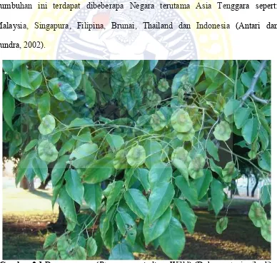 Gambar 2.1  Daun angsana (Pterocarpus indicus Willd) (Dokumentasi pribadi). 