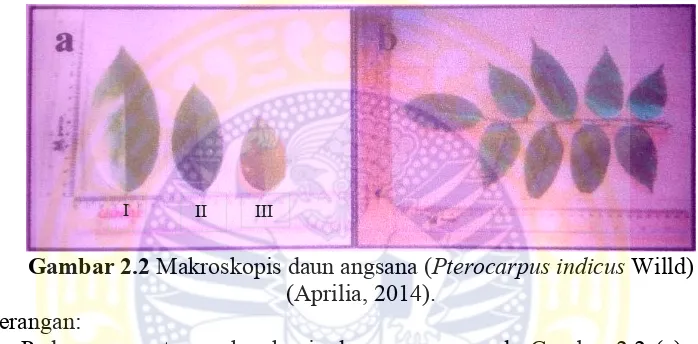 Gambar 2.2  Makroskopis daun angsana (Pterocarpus indicus Willd)  