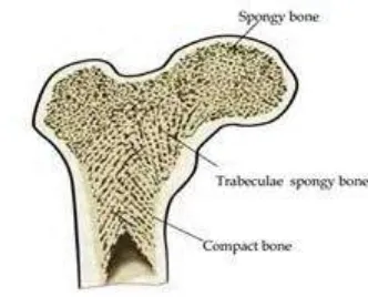 Gambar 2.1. Tulang kortikal (compact) dan tulang trabekular (spongi) pada 