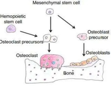 Gambar 2.3.Peran osteoblas dan osteoklas dalam pembentukan tulang (Usha Kini 