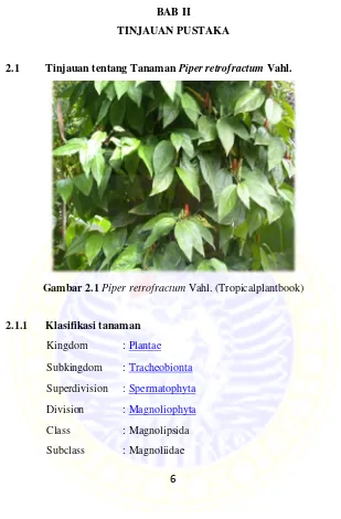Gambar 2.1 Piper retrofractum Vahl. (Tropicalplantbook) 