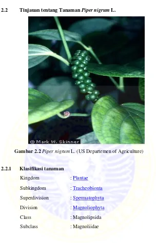 Gambar 2.2 Piper nigrum L. (US Departemen of Agriculture) 