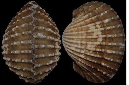 Gambar 1. Kerang Darah ( Anadara granosa) Sumber: (Simons specimen shells limited, 2005) 