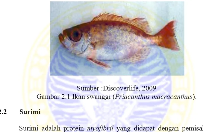 Gambar 2.1 Ikan swanggi (Priacanthus macracanthus). 