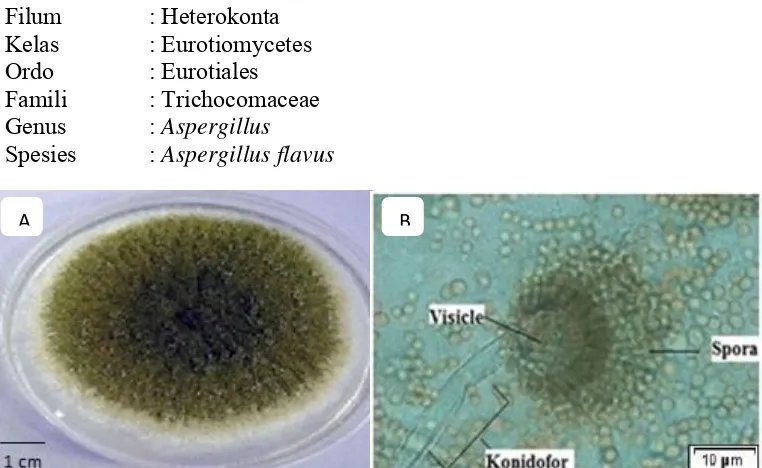 Gambar 2.2 Koloni Aspergillus flavus (A); Morfologi Aspergillus flavus (B)  Sumber: Safika, (2008) 
