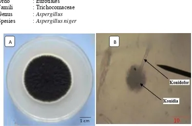 Gambar 2.3 Koloni Aspergillus niger (A), Morfologi Aspergillus niger (B) Sumber: Safika, (2008) 