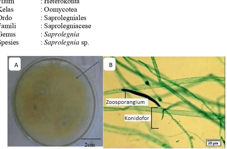 Gambar 2.6 Koloni Saprolegnea sp. (A) ; Morfologi Saprolegnea sp. (B) Sumber : Barnet and Hunter (1998) 