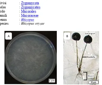 Gambar 2.7 Koloni Rhizopus  oryzae (A) ; Morfologi Rhizopus  oryzae (B) Sumber: Dewi dan Aziz (2011)  