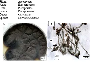 Gambar 2.8 Koloni Curvularia lunata (A), Morfologi Curvularia lunata (B) Sumber: Refai and Yasid (2014) 