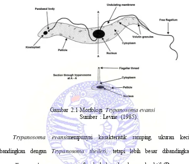 Gambar 2.1 Morfologi Trypanosoma evansi 