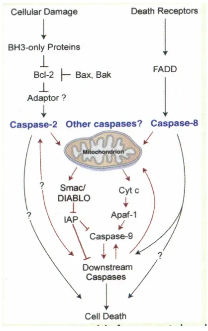 Gambar 1. Mekanisme apoptosis atau 