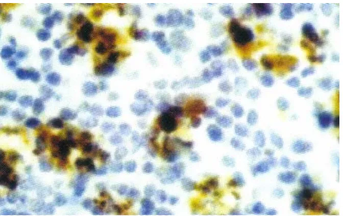 Gambar 3. Hasil pendeteksian apoptosis menggunakan reaksi imununologis pada sel timus mencit